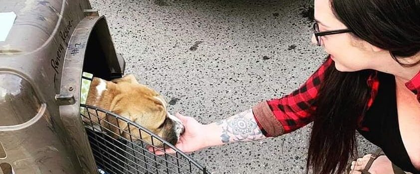 89357388_1531255880390012_6725764935512489984_n